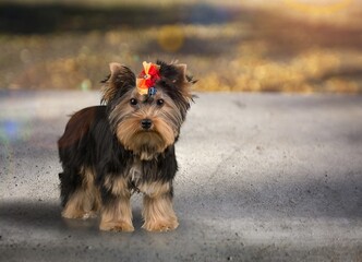 Cute domestic dog play outdoor