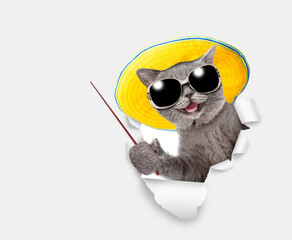 Happy meowing cat wearing sunglasses and summer hat looks through a hole in pink paper and points away on empty space