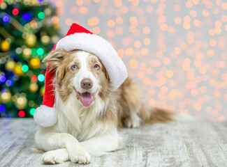 Happy Border collie wearing red santa hat on festive background