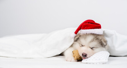 Funny Alaskan malamute puppy wearing red santa's hat sleeps under warm blanket on a bed at home and hugs favorite toy bear