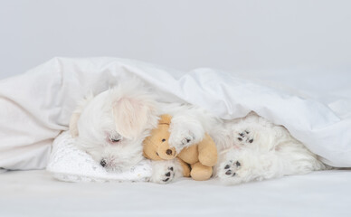 Cute White Lapdog puppy sleeps under white blanket on a bed at home and hugs favorite toy bear