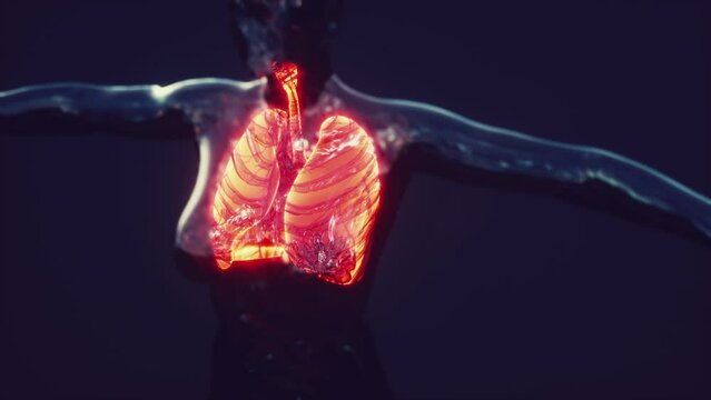 Hologram of inflamed lungs in the human body