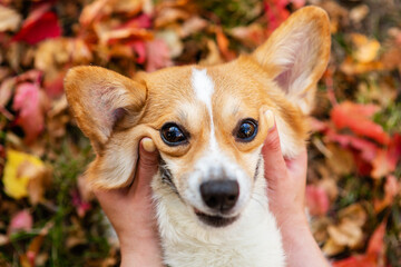 Owner caressing cute Corgi puppy and makes smile it at autumn park. Top down view