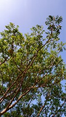 Nice green leaves on a branches with blue sky in the background. leaves background