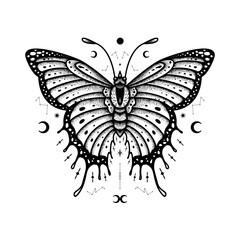 Butterfly Vector Illustration