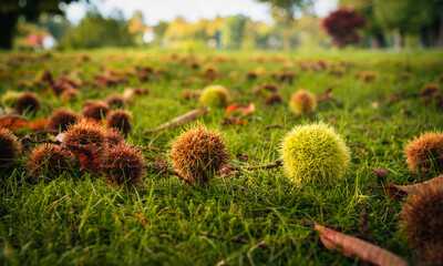 Green chestnut lying on the ground surrounded by brown chestnuts on a meadow in fall