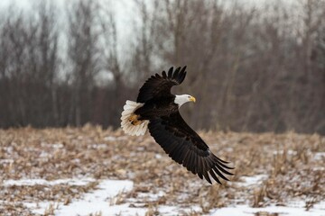 american bald eagle in flight