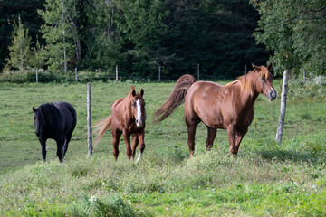 Obraz premium Three beautiful horses walking in line