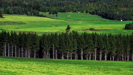 A pine tree line near a valley