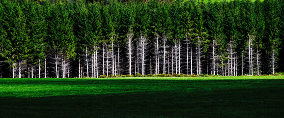 A beautiful tree line 