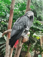 black and white parrot