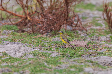 Citrine wagtail (Motacilla citreola) in India