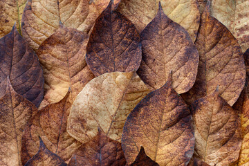 Fototapeta na wymiar Autumn leaves, color red brown beige, close up.