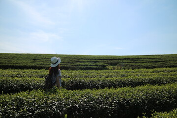 Traveler in hat stands in tea plantation and looks into the distance. Blue sky and green tea plantation
