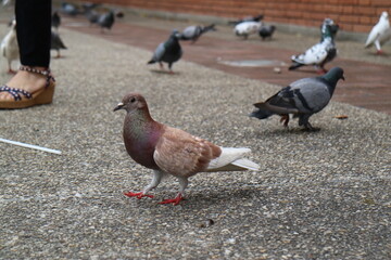 There are several pigeons in the square, a brown patterned pigeon is standing in front of the camera