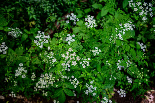Cicuta maggiore, Conium maculatum