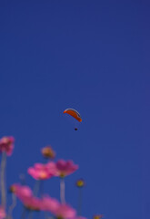 코스머스와 패러글라이딩