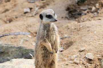 Erdmännchen (Suricata suricatta), captive, Deutschland, Europa