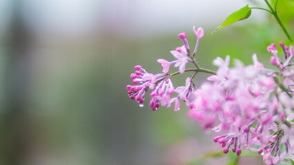 봄비에 젖은 라일락