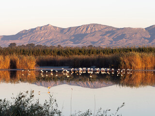 Grupo de flamencos en una charca con montaña al fondo.