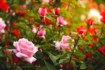 Beautiful Rose Pink Red Flowers and Green Garden Background with Sunshine