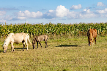 Horses in a field at Mors, Denmark,Europe © Gunnar E Nilsen