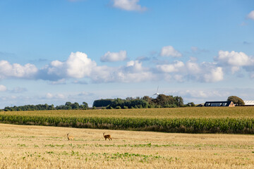 Deer in a cornfield at Mors, Denmark,Europe © Gunnar E Nilsen