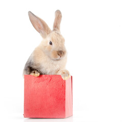 The rabbit is a symbol of the Easter holiday. Beautiful pet, animal care. Cute little white rabbit in a gift box