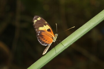 Fototapeta na wymiar papillons divers