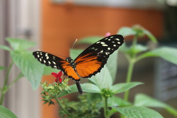 papillons divers
