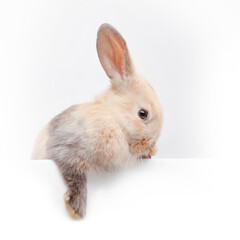 Cute little white rabbit. The rabbit is a symbol of the Easter holiday. Beautiful pet, animal care