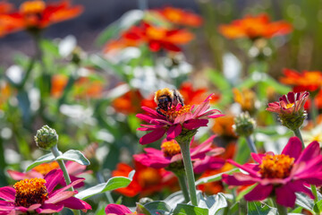Light summer floral background with orange zinnias. A bee on an orange zinnia flower. Selective focus, close up