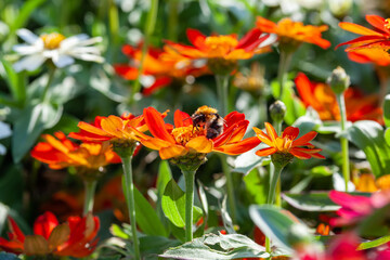 Light summer floral background with orange zinnias. A bee on an orange zinnia flower. Selective focus, close up
