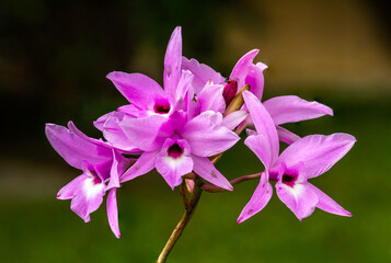 orchid 