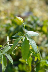 Common passion flower