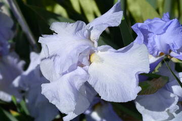 Fototapeta na wymiar Tall bearded iris Blue Sapphire