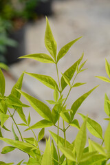 Heavenly bamboo Lemon Lime