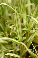 Obraz premium Dwarf white-striped Bamboo