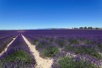 Naklejka na ściany i meble Lavendelfeld (Lavandula angustifolia), Valensole, Département Alpes-de-Haute-Provence, Provence-Alpes-Côte d'Azur, Frankreich, Europa