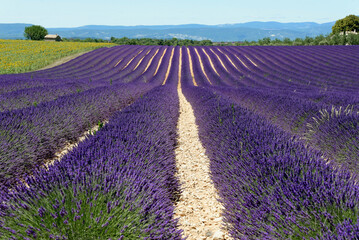 Obraz na płótnie Canvas Lavendelfeld (Lavandula angustifolia), Valensole, Département Alpes-de-Haute-Provence, Provence-Alpes-Côte d'Azur, Frankreich, Europa