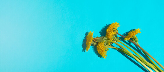 Fototapeta na wymiar Bouquet of dandelions on a blue background. Banner. copy space