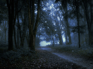 Fototapeta premium Dark mysterious forest in the fog. Spooky gloomy woods. Morning in a strange forest.