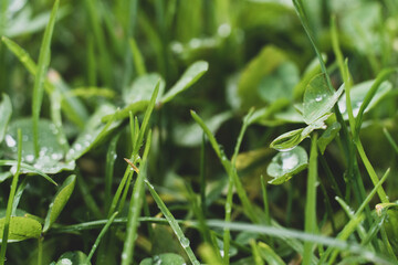 Green grass with dew drops