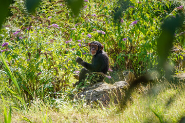 Schimpanse im Blumenmeer