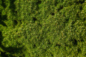 Background, texture of a green coniferous tree, spruce with needles on the branches. Close-up photography of nature.