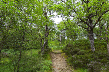Fototapeta na wymiar Wonderful natural landscape at Strone Hill Forestry