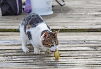 The cat eats the fish caught by the fishermen. The stray cat on a wooden pontoon, near the river.