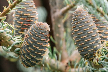 Pine cones on a tree