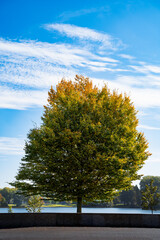 Tree turning brown and yellow at the start of autumn.