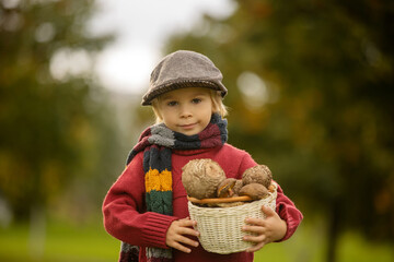 Cute blond toddler child, boy, holding mushroomsin the park, picked in the forest